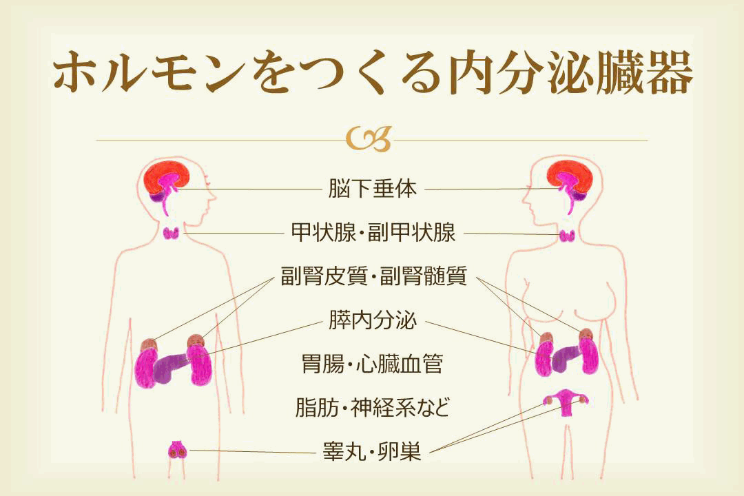 ストレス 下 で 分泌 され る ホルモン は どれ か